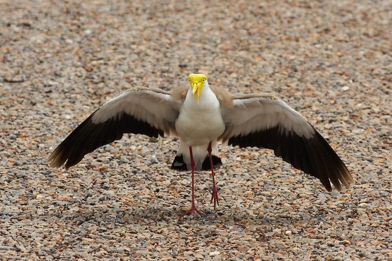 _MG_6533mw.jpg - Masked Lapwing (Vanellus miles) - Leanyer Sewerage Ponds, Darwin, NT