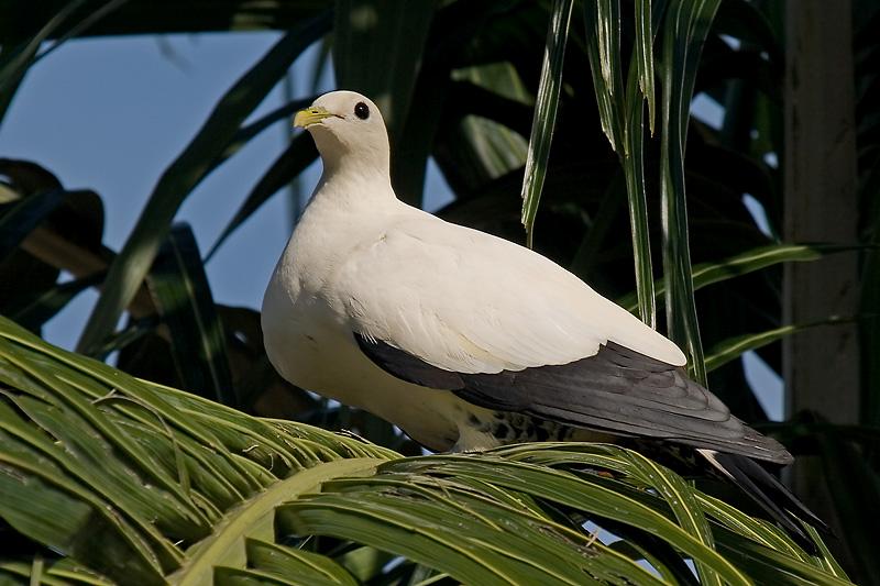 _MG_7760mw.jpg - Pied Imperial-pigeon (Ducula bicolor) - Larrakeyah, Darwin, NT