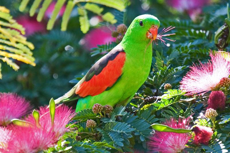 FF390mw.jpg - Red-Winged Parrot (Aprosmictus erythropterus) Male - Pine Creek, N.T.