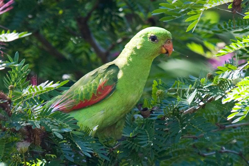 FF392mw.jpg - Red-Winged Parrot (Aprosmictus erythropterus) Female - Pine Creek, N.T.