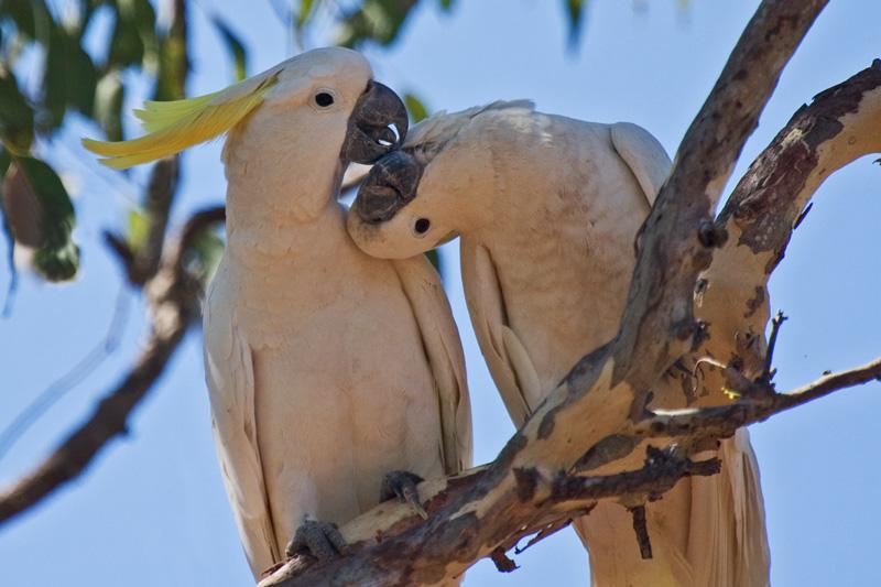 FF422mw.jpg - Sulphur-Creasted Cockatoo (Cacatua galerita) - Holmes Jungle Nature Park, Darwin, N.T.