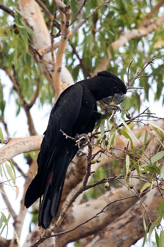 IMG_4288mw.jpg - Red Tailed Black Cockatoo (Calyptorhynchus banksii) - Charles Darwin National Park, Darwin