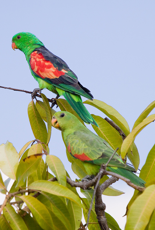 _MG_3429m.jpg - Red-winged Parrot (Aprosmictus erythropterus) - Pine Creek, NT