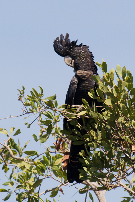 _MG_9866mfw.jpg - Red-tailed Black-Cockatoo (Calyptorhynchus banksii) - Daly River, NT
