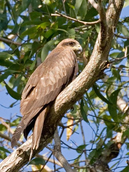 FF159mw.jpg - Black Kite (Milvus migrans) - Holmes Jungle, Darwin NT.