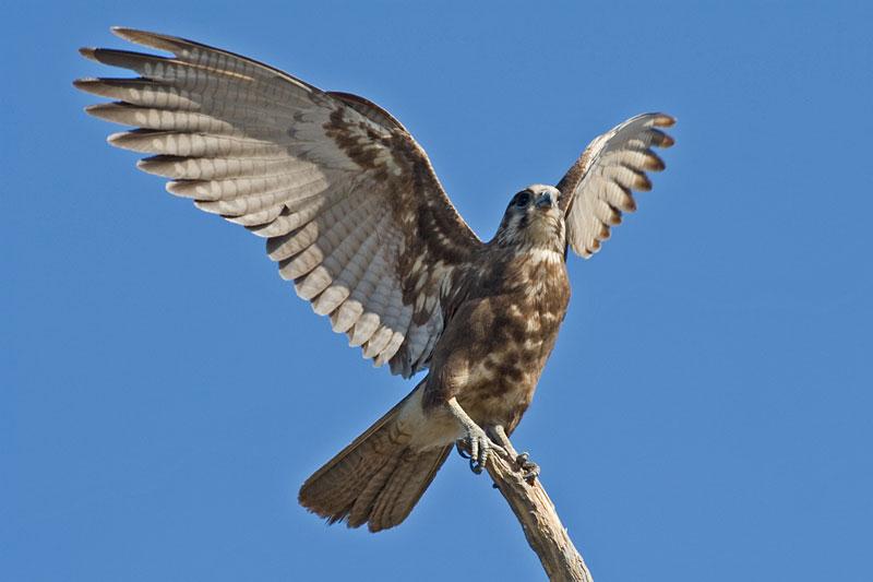 FF233mw.jpg - Brown Falcon (Falco berigora) - Marrakai Crossing
