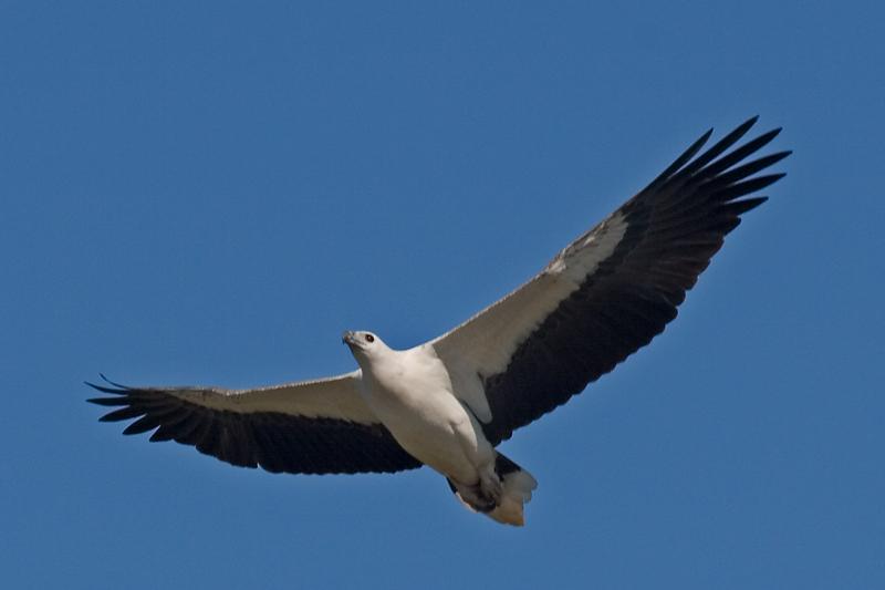 FF413mw.jpg - White Breasted Sea Eagle (Haliaeetus leucogaster) - Corrorboree Billabong, Mary River.