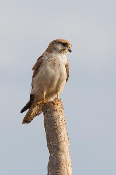 IMG_2965m2.jpg - Nankeen Kestrel (Falco cenchroides) - Casuarina Coastal Reserve, Darwn