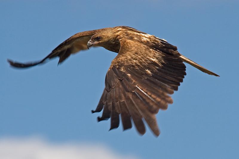 IMG_4217mw.jpg - Whistling Kite (Haliastur sphenurus) - Corrorboree Billabong, Mary River.