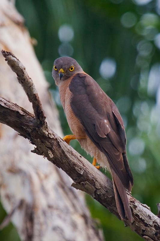 IMG_6251mw.jpg - Collared Sparrowhawk (Accipiter cirrocephalus) - Tiwi, Darwin, NT