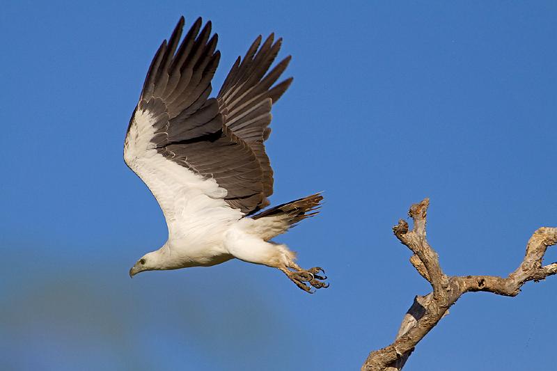_MG_1167mp.jpg - White Breasted Sea Eagle (Haliaeetus leucogaster) - Marrakai Billabong, NT