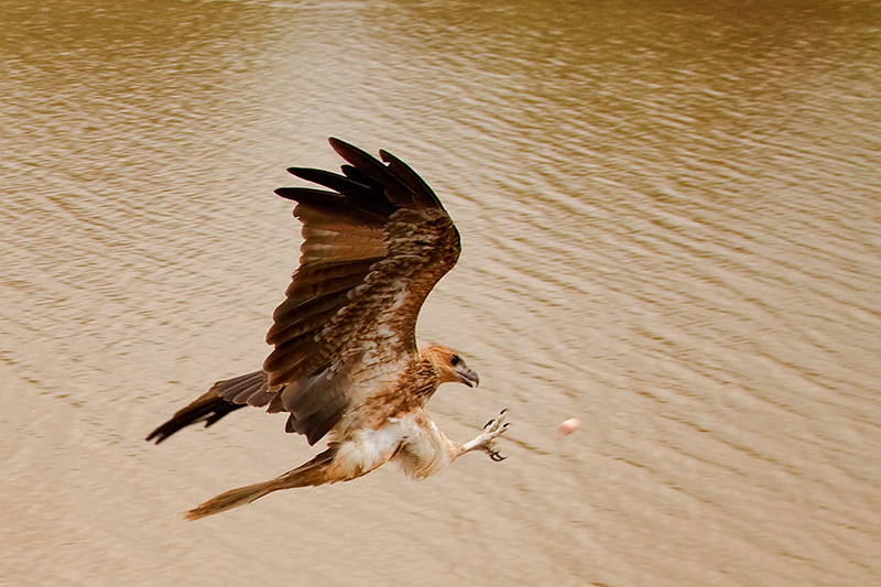 _MG_2687mw.jpg - Whistling Kite (Haliastur sphenurus) - Adelaide River, NT