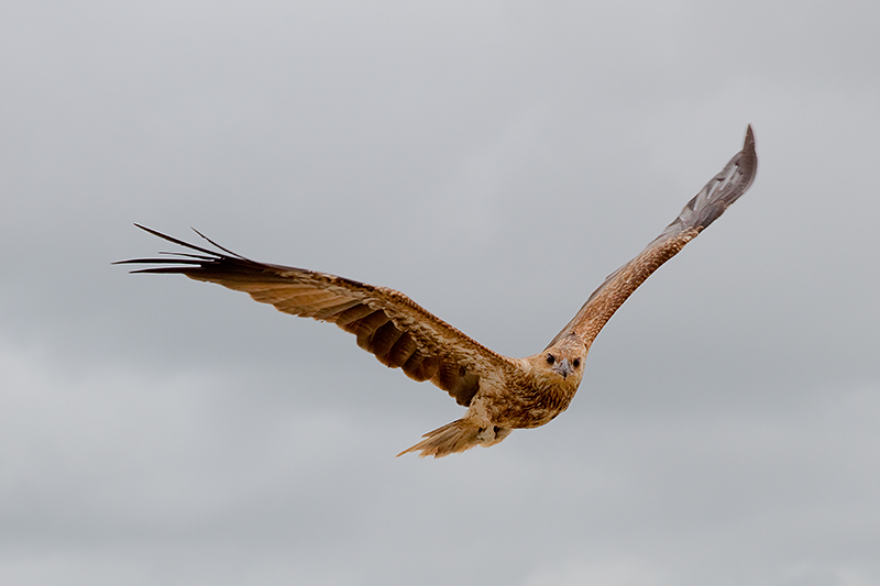 _MG_2710mw.jpg - Whistling Kite (Haliastur sphenurus) - Adelaide River, NT
