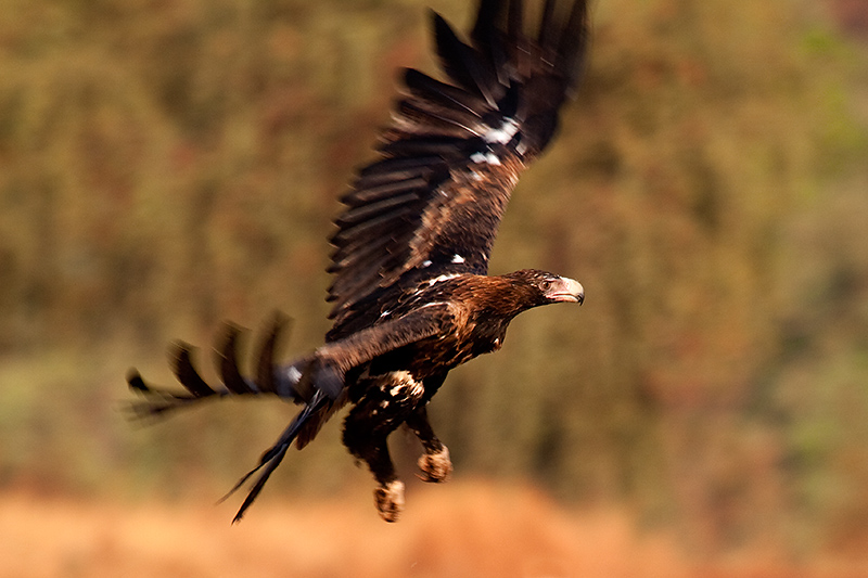 _MG_3404mw.jpg - Wedge-tailed Eagle (Aquila audax) - Victoria River, NT