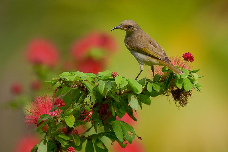 201100406-_mg_4015mw.jpg - Brown Honeyeater (Lichmera indistincta) - Botanical Gardens, Darwin, NT