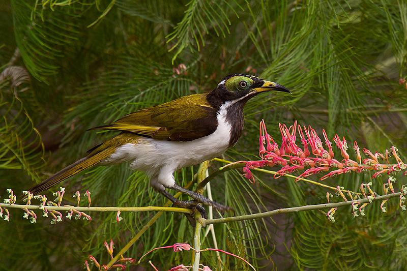 20111127_MG_5053-2mw.jpg -  Juvenile Blue-Faced Honeyeater (Entomyzon cyanotis) - Wagait Beach, NT