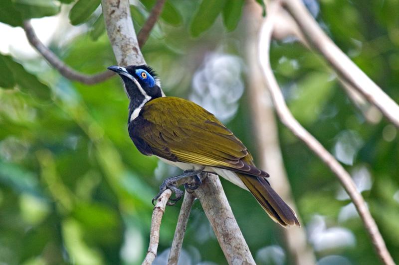 FF361mw.jpg - Blue-Faced Honeyeater (Entomyzon cyanotis) - Adelaide River