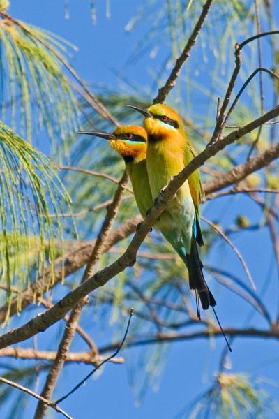 FF393mw.jpg - Rainbow Bee Eaters (Merops ornatus) - East Point, Darwin