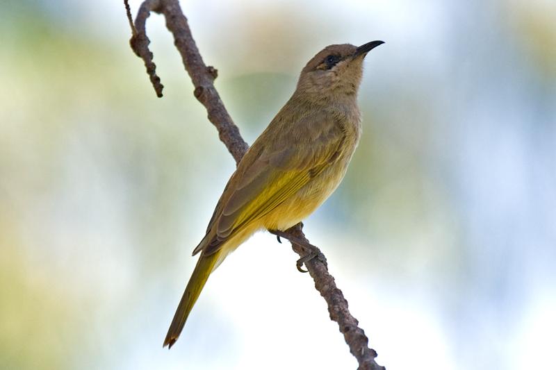 FF398mw.jpg - Brown Honeyeater (Lichmera indistincta) - Nightcliff, Darwin