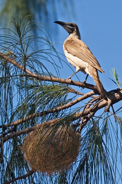 FF401mw.jpg - Little Friarbird (Philemon citreogularis) - Nightcliff, Darwin