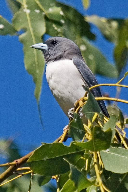 FF417mw.jpg - White-Breasted Woodswallows (Artamus leucorynchus) - Vesteys Lake, Darwin