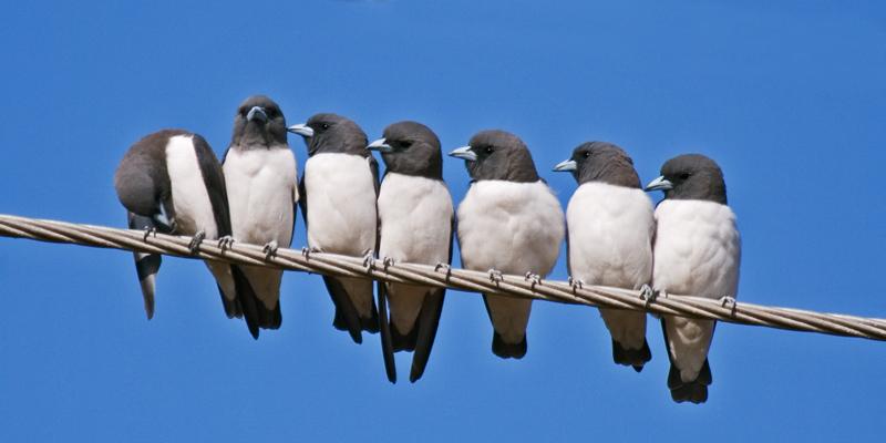 FF421mw.jpg - White-Breasted Woodswallows (Artamus leucorynchus) - East Point, Darwin