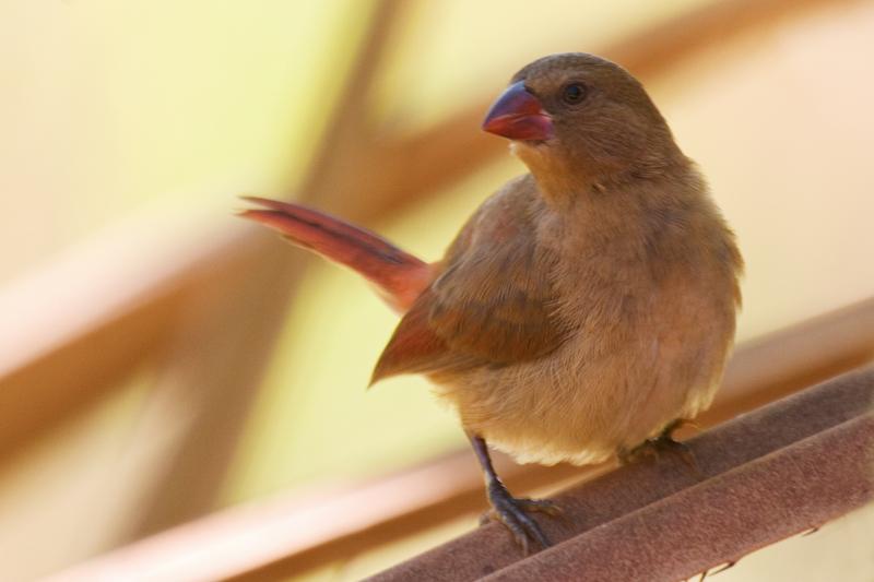 FF423mw.jpg - Crimson Finch juvenile (Neochmia phaeton) - Holme Jungle Nature Park, Darwin
