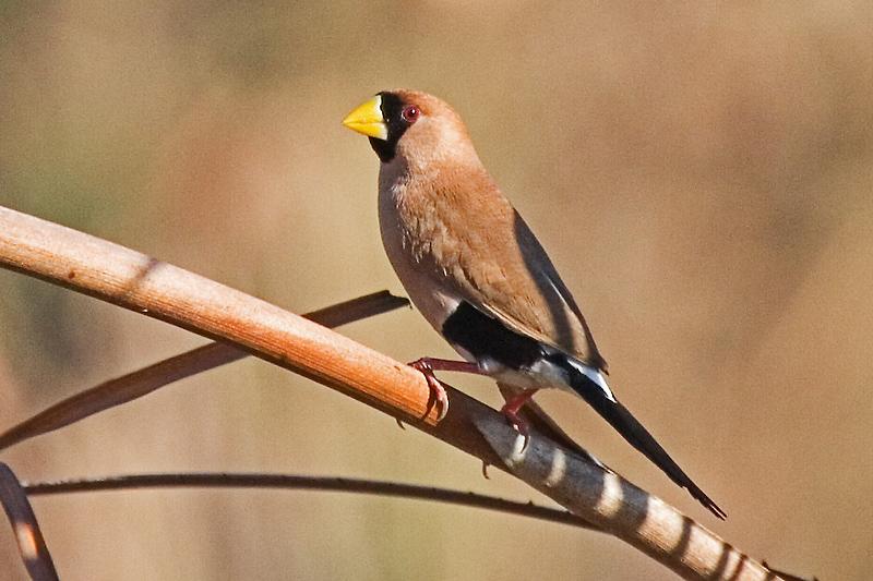FF430mw.jpg - Masked Finch (Poephila personata) - Holmes Jungle Nature Park, Darwin