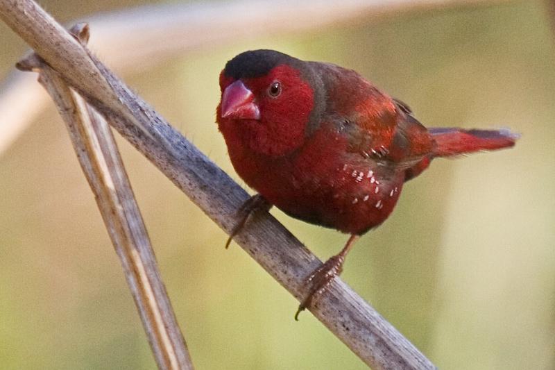FF434mw.jpg - Crimson Finch (Neochmia phaeton) - Vesteys Lake, Darwin
