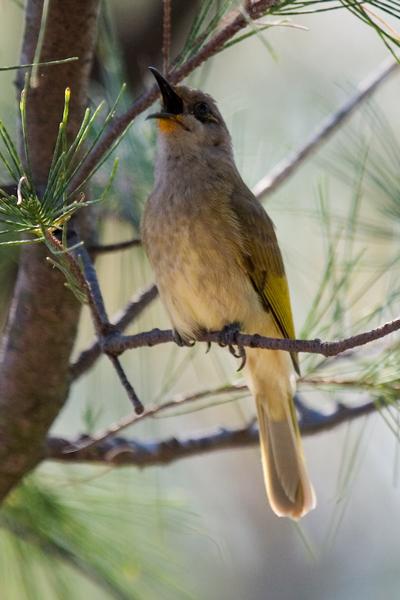 IMG_1500mw.jpg - Brown Honeyeater (Lichmera indistincta) - Nightcliff, Darwin