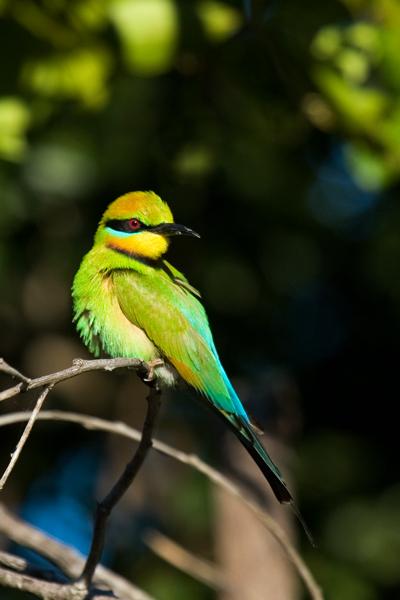 IMG_2383mw.jpg - Rainbow Bee Eaters (Merops ornatus) - East Point, Darwin