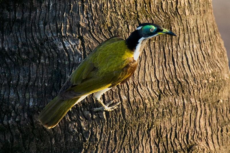 IMG_3359mw.jpg - Blue-Faced Honeyeater (Entomyzon cyanotis) - Rapid Creek, Darwin