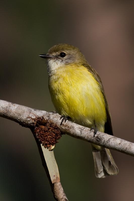IMG_3496mw.jpg - Lemon-Bellied Flycatcher (Microeca flavigaster) - Holmes Jungle Nature Reserve, Darwin