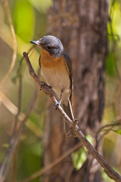 IMG_3542mw.jpg - Leaden Flycatcher (Myiagra rubecula) - Finnis River, Batchelor