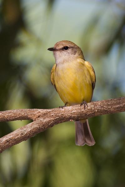 IMG_3588mw.jpg - Lemon-Bellied Flycatcher (Microeca flavigaster) - Rum Jungle Lake, Batchelor