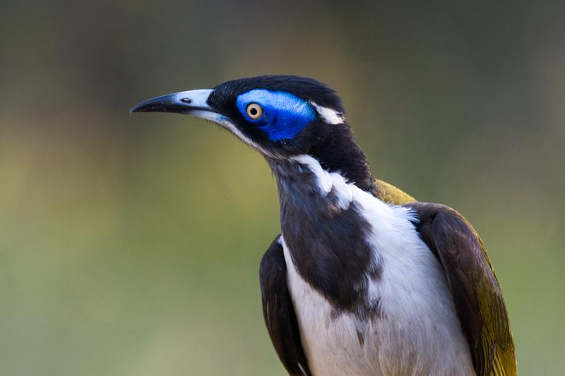 IMG_3653mw.jpg - Blue-Faced Honeyeater (Entomyzon cyanotis) - Finnis River, Batchelor