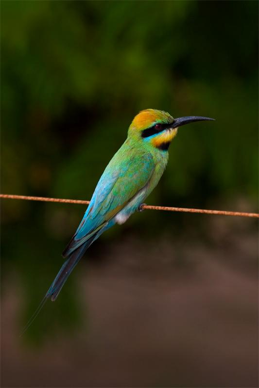 IMG_4620mw.jpg - Rainbow Bee Eater (Merops ornatus) - Casuarina Costal Reserve, Darwin