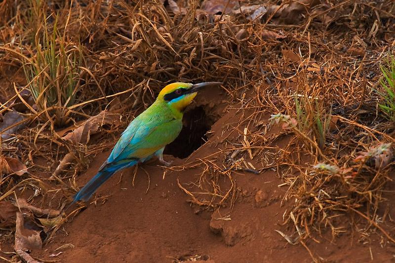 IMG_4634mw.jpg - Rainbow Bee Eater (Merops ornatus) building Burrow - Casuarina Costal Reserve, Darwin