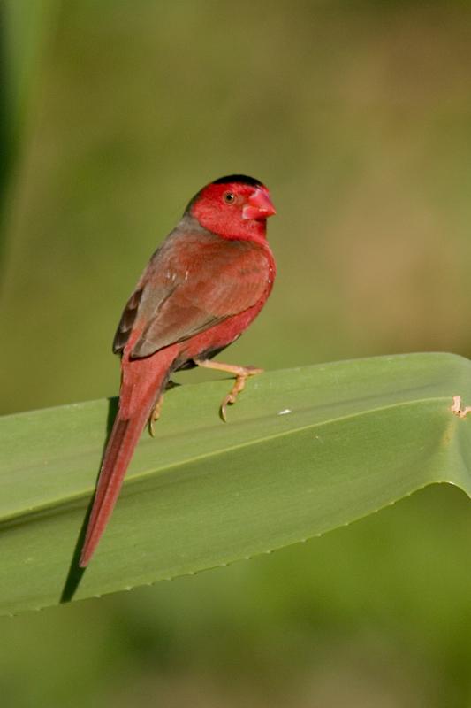 IMG_4848mw.jpg - Crimson Finch (Neochmia phaeton) - Leanyer Sewage Ponds, Darwin.