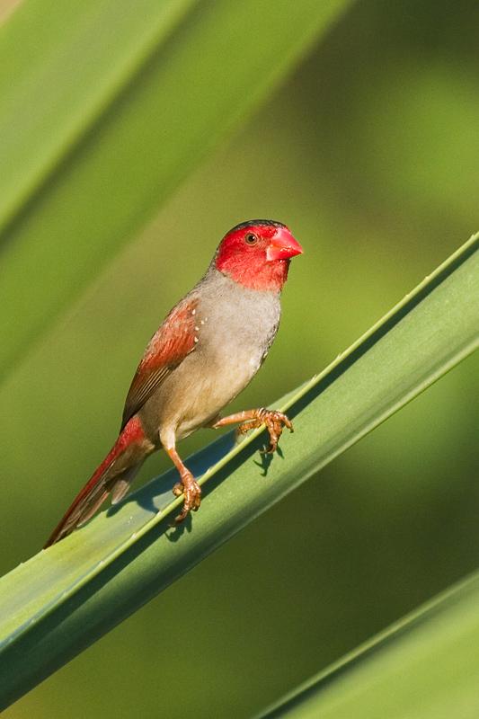 IMG_4850mw.jpg - Crimson Finch (Neochmia phaeton) - Leanyer Sewrage Ponds, Darwin.