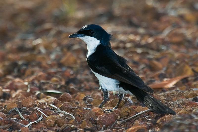 IMG_5319mw.jpg - Restless Flycatcher (Myiagra inquieta) - Fogg Dam, NT