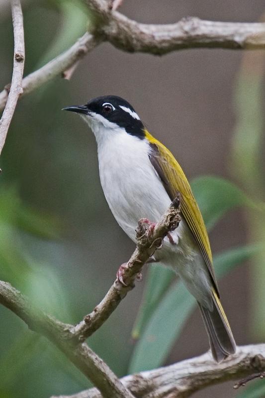 IMG_5332mw.jpg - White-throated Honeyeater (Melithreptus albogularis) - Rum Jungle Lake, Batchelor, NT
