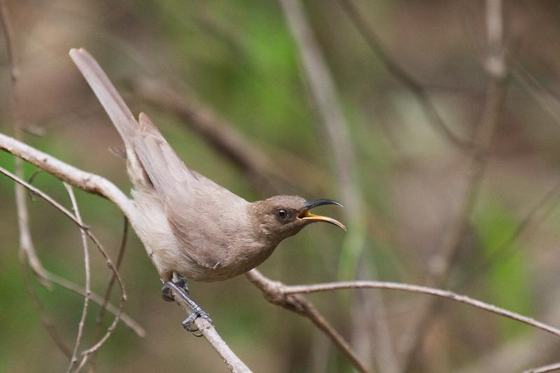 IMG_5348mw.jpg - Dusky Honeyeater (Myzomela obscura) - Finnis River, Batchelor, NT.
