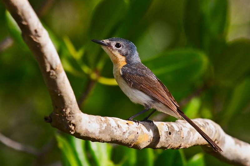 IMG_5397mw.jpg - Broad-Billed Flycatcher (Myiagra ruficollis) - Stuart Park, Darwin, NT