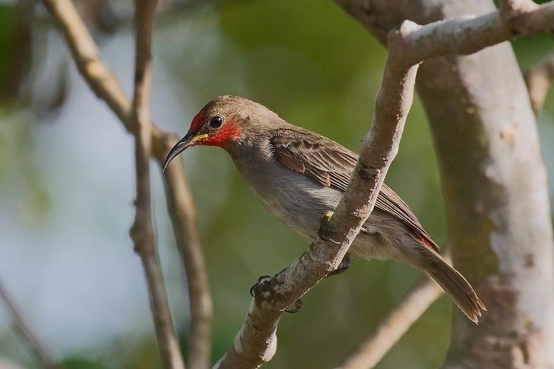 IMG_5475mw.jpg - Red Headed Honeyeater (Myzomela erythrocephala) Juvenille - Stuart Park, Darwin, NT