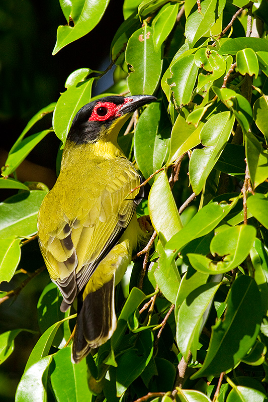 _MG_0043mw.jpg - Figbird (Sphecotheres vieilloti) - Deck Chair Cinema, Darwin, NT