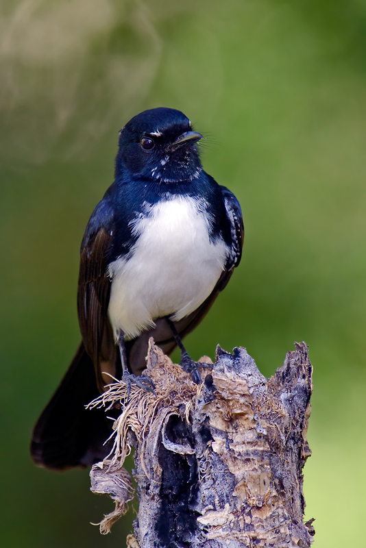 _MG_0357mfw.jpg - Willie Wagtail (Rhipidura leucophrys) - Pine Creek Water Gardens, Pine Creek, NT.
