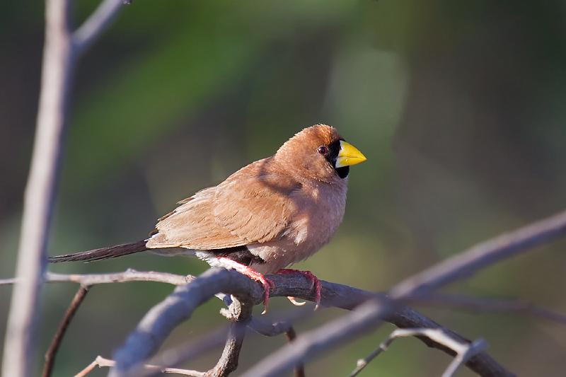 _MG_1320mp.jpg - Masked Finch (Poephila personata) - Mary River, NT.