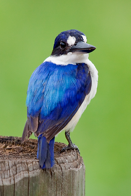 _MG_4442mw.jpg - Forest Kingfisher (Todiramphus macleayii) - Fogg Dam, Humpty Doo. NT