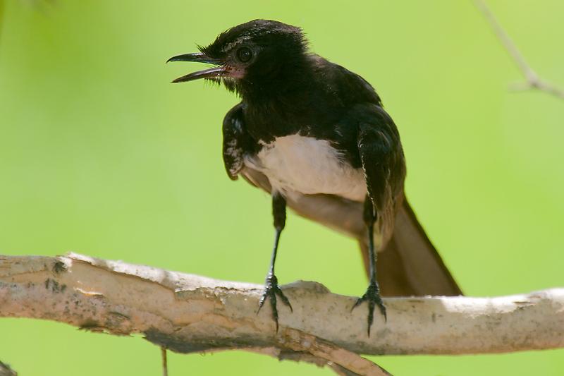 _MG_6452mw.jpg - Willie Wagtail (Rhipidura leucophrys) - Fogg Dam, NT